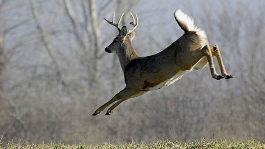 These Missouri counties killed the most deer this firearms season