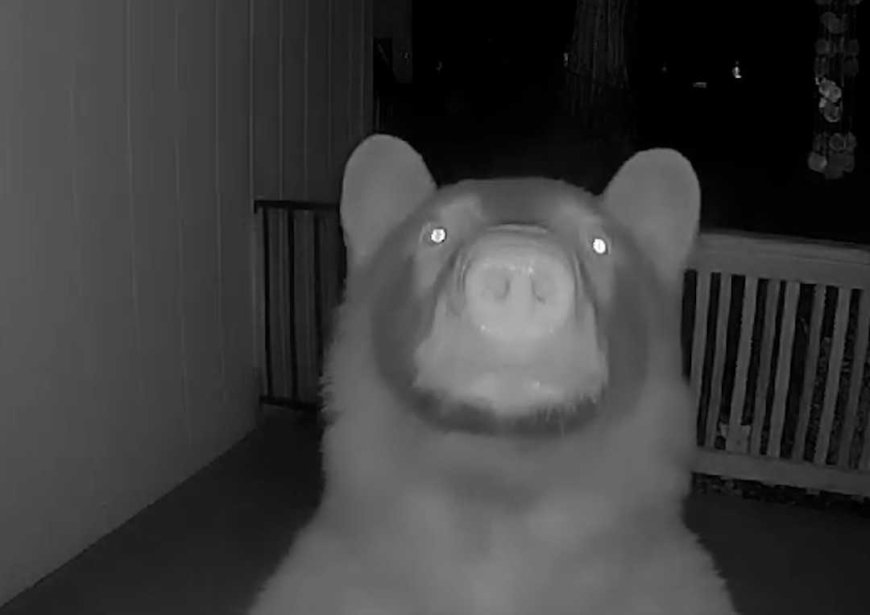 Video shows bear ding dong ditch a California home