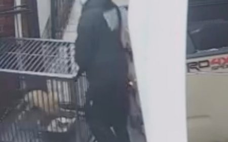 Rare $2,000 cat stolen from LA barbershop in brazen smash and grab