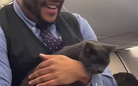 Cat gets loose on Southwest Airlines flight — and the reactions are priceless