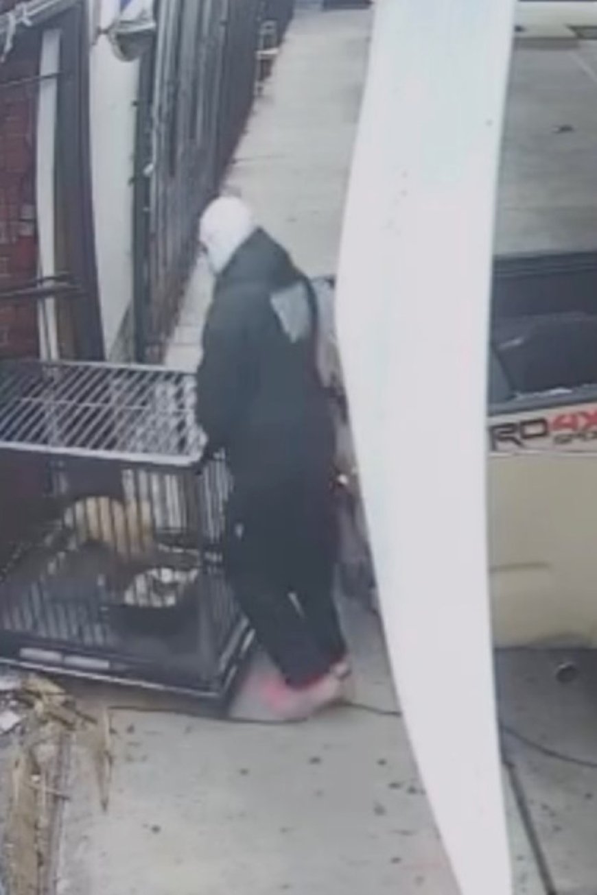 Rare $2,000 cat stolen from LA barbershop in brazen smash and grab